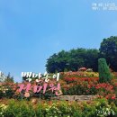 백만성 | 장미에 푹 빠진 하루, 부천 백만송이장미축제