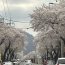 건천 식자재마트 | [경주] 숲속 그잡채 노꼬담꼬 글램핑 내돈내산 후기