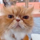 캣카페 낭만고양이 | 대전 둔산동 고양이카페 체험 후기 │ 아이와 갈만한 곳 동물카페 캣카페 낭만고양이 추천