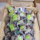 백련동 | 백련동 편백농원 견학후기