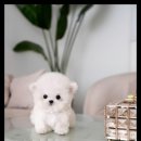 강아지는 내 운명 이미지