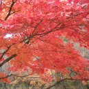 산외파출소 | 20091105-06 상상산악회의 내장산등반 여행 후기