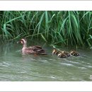 오리사냥 2 이미지