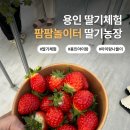 미리농장 | 용인 딸기체험: 팜팜 놀이터 딸기농장 (방문 후기 및 예약 팁!)