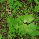 인비농장 이미지