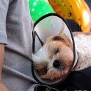 웬만해선 개들을 막을 수 없다 이미지