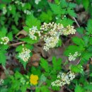 국수나무? 이미지