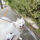 디오네 도그케어 이미지