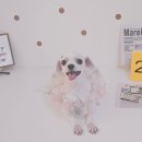 알콩달콩 애견미용실 이미지