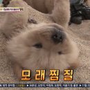 동물농장 차우차우 가족의 모래찜질ㅋㅋㅋㅋㅋㅋ 이미지