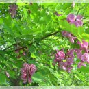 대청사슴 이미지