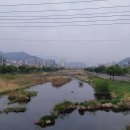 남천(교동리) 티스토리