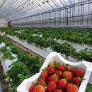 만봉농장 이미지