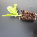 영장농장 이미지