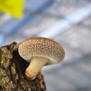 지리산천령표고농원 이미지