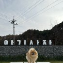 아기애견 이미지