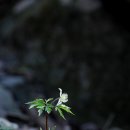 들바람꽃 이미지