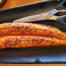 태동장어 이미지