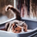 신동물병원 이미지