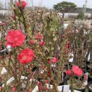 광일농원 이미지