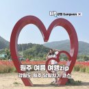 강원도 원주 꽃양귀비 당일치기 혼자 여행 후기(W. 로망스투어)