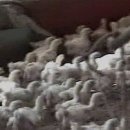 방송양계장 이미지