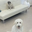 몽블리스 이미지