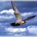 프로모터스 이미지