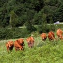 홍천한우 이미지