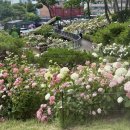 염광고등학교 | 초안산 수국 축제 실시간 현황 (주차,대중교통, 산책로 정보) 서울 6월 축제