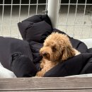 대지로 3번길 | [캠핑로그 #6] 개네집 캠핑장 3번 사이트 후기