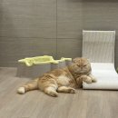 달과고양이 | 고양이 유산균 추천 야옹섬 신장유산균 한 달 복용 후기