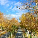 가로수길 이미지