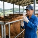 우리가축약품 | [축산 리포트] 소 아까바네병 예방의 핵심, 백신 접종 시기와 실전 가이드