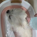 집에서도 간단히 반려견 미용 이미지