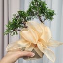 우리분재 | [좋아서해] 화담숲 체험프로그램 분재