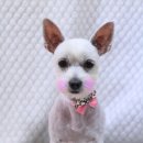 방울이네 펫살롱 이미지