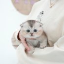 부산고양이분양 미유펫 이미지