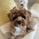 바나개 애견유치원 호텔 이미지