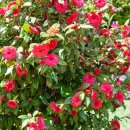 진남수영장 이미지