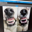 김s 동물병원 이미지