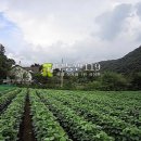 충남 천안시 동남구 북면 매송리 / 밭 전, 농장부지 노인복지시설용지 농원부지 약초재배부지 요양시설부지 밭작물재배부지 시설재배용지 / 1 이미지