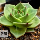 온달