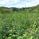 개나리농장 이미지