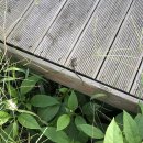 협재마당 이미지