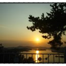 돌산콩심이