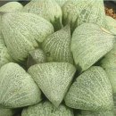 시루비아 이미지