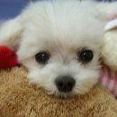 혜인동물병원 이미지