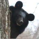 지리산밧데리 이미지