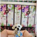 폴링인독 | 중랑구애견호텔 우리집 강아지의 두번째 집, 폴링인독 후기